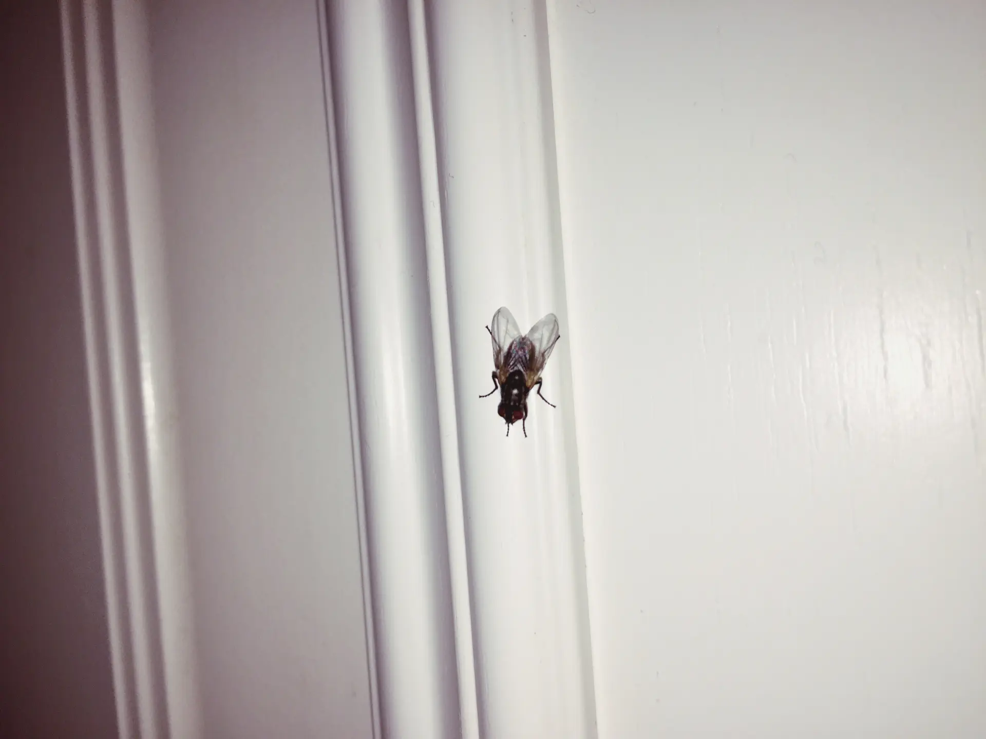 Pests and Insects - Signs Your Drainage System Needs Urgent Attention